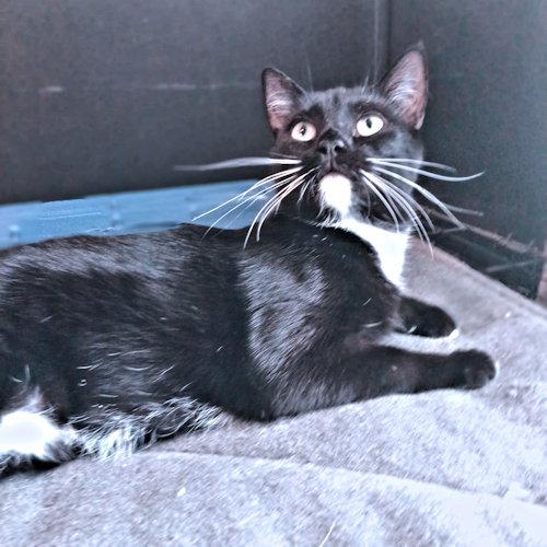 Enlarge Roxy, a Adoptable Domestic Short Hair in Rutherfordton, NC image 3/3