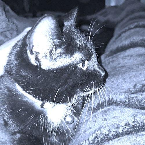 Enlarge Roxy, a Adoptable Domestic Short Hair in Rutherfordton, NC image 2/2