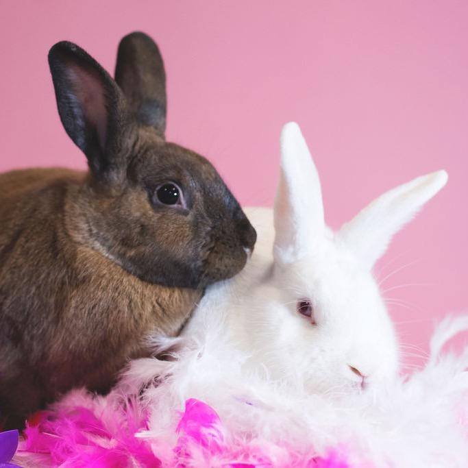 Bunyonce, a Adoptable mixed breed in Port Richey, FL image 2/2