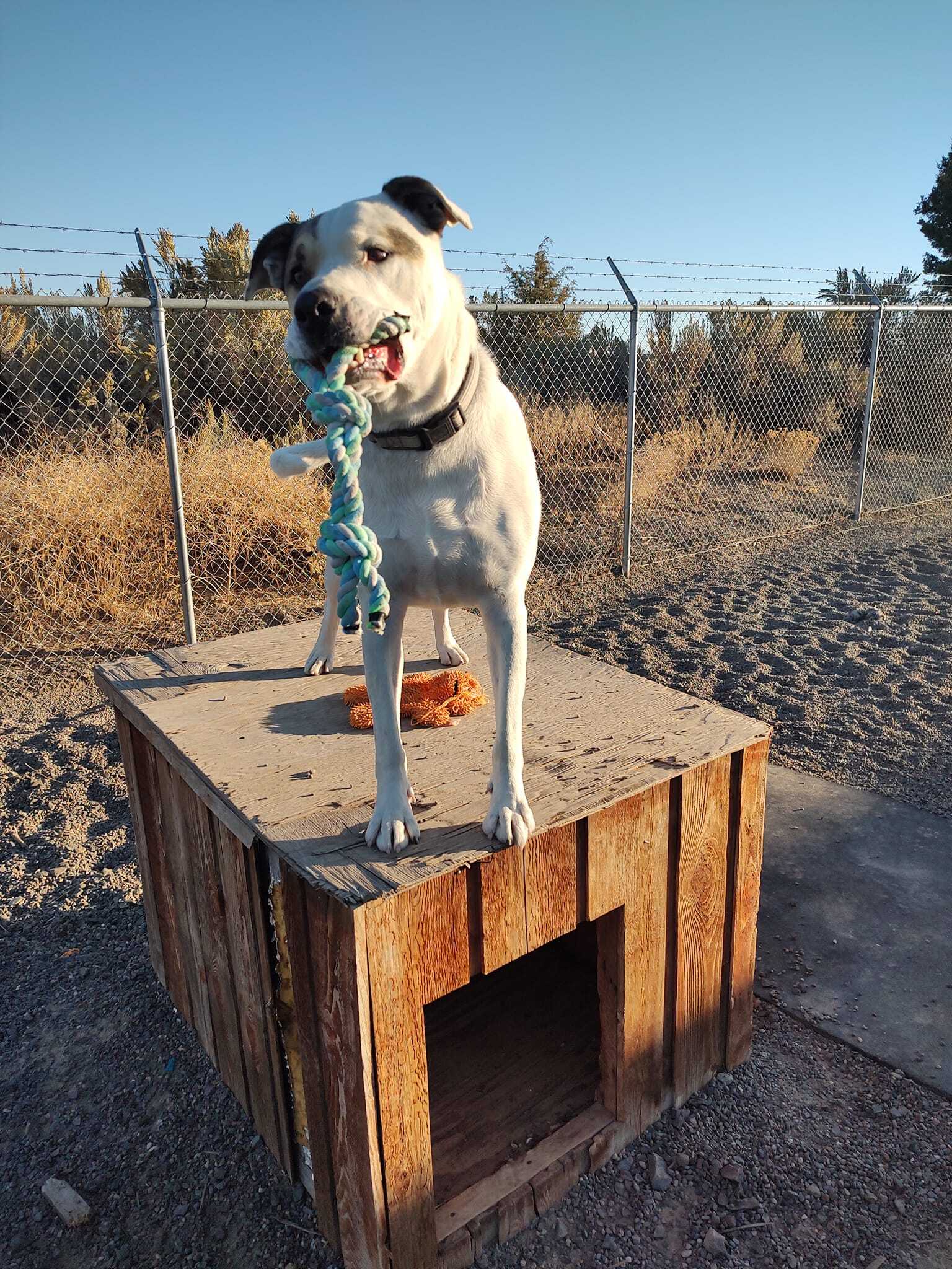 Banner, a Adoptable mixed breed in Prineville, OR image 1/5
