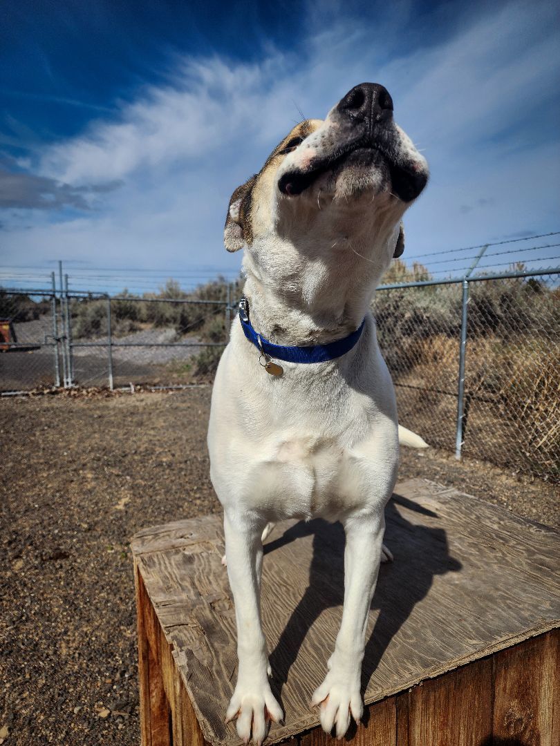 Banner, a Adoptable mixed breed in Prineville, OR image 2/5