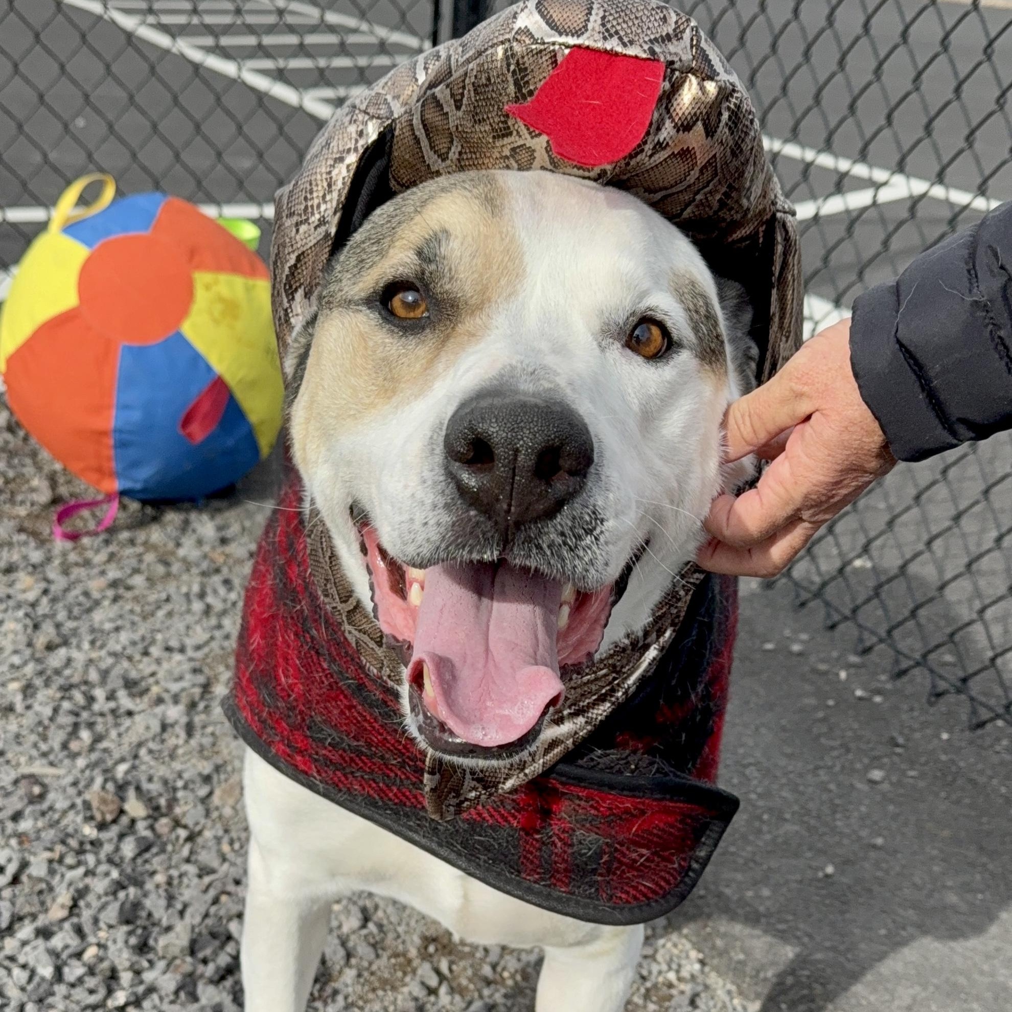 Banner, Adoptable, Adult Male American Staffordshire Terrier.