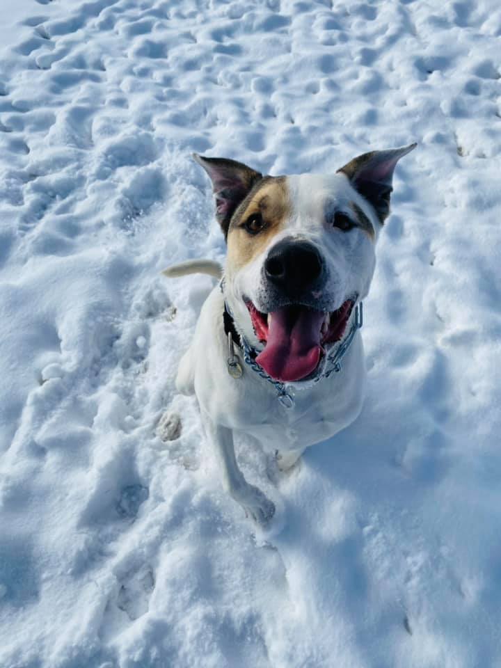 Banner, a Adoptable mixed breed in Prineville, OR image 3/5