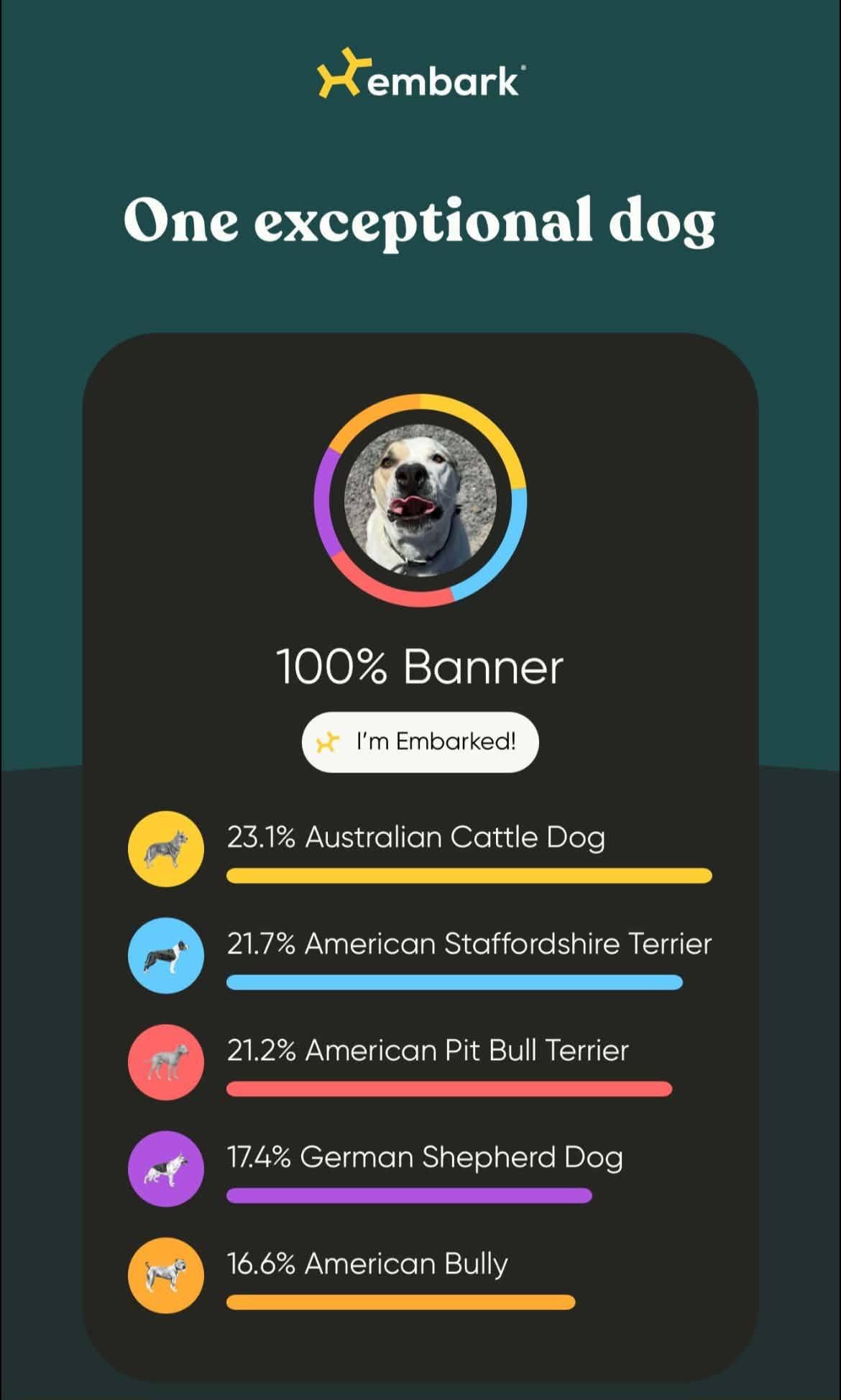 Banner, a Adoptable mixed breed in Prineville, OR image 6/6