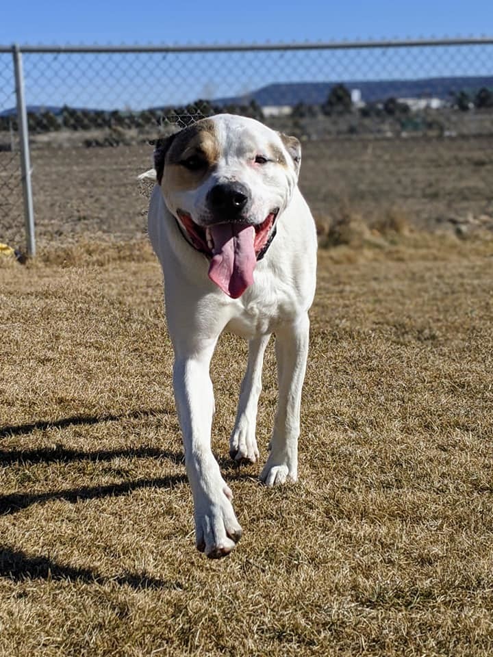Banner, a Adoptable mixed breed in Prineville, OR image 5/5