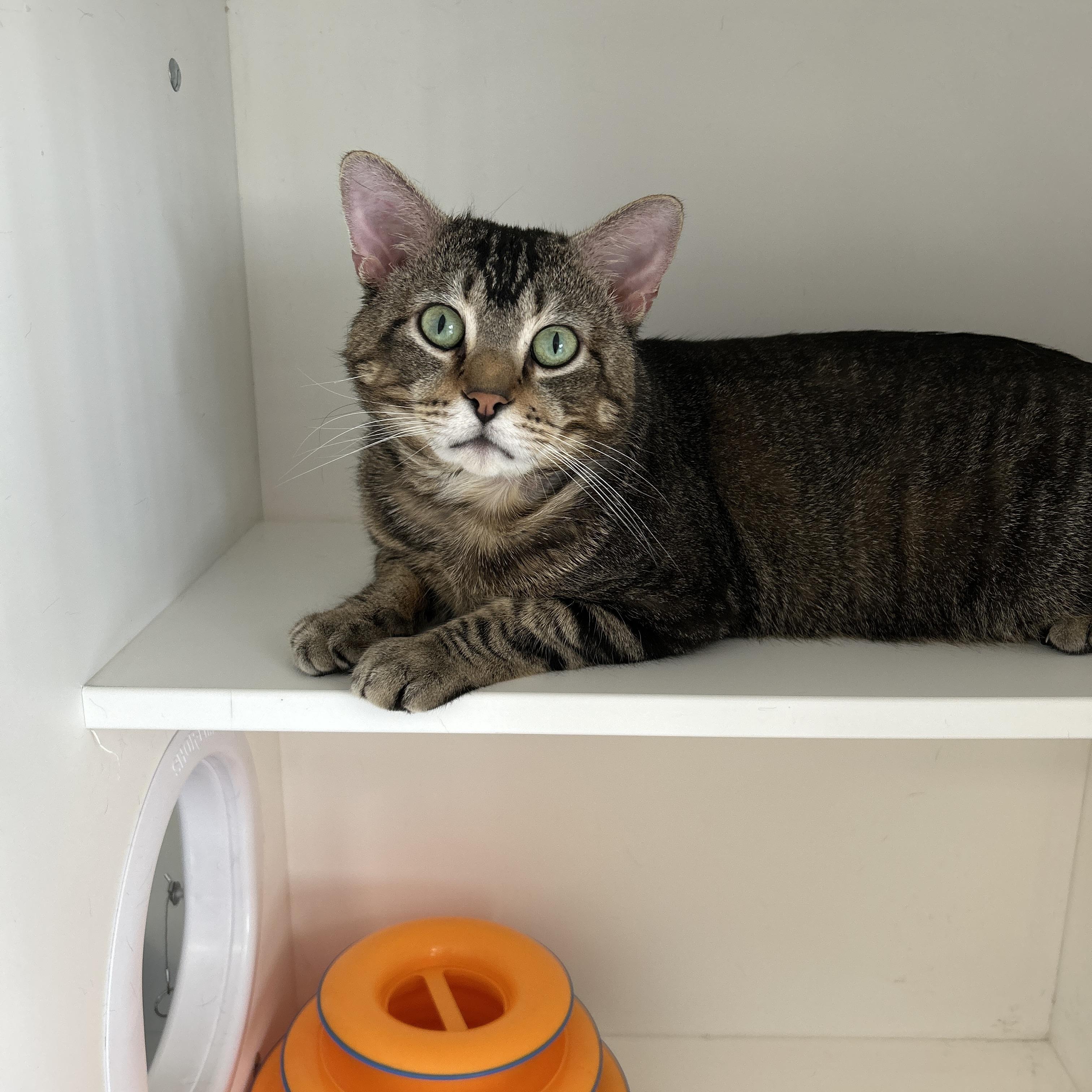 Enlarge Griswald , a ADOPTABLE Domestic Short Hair in La Grange Park, IL image 5/5