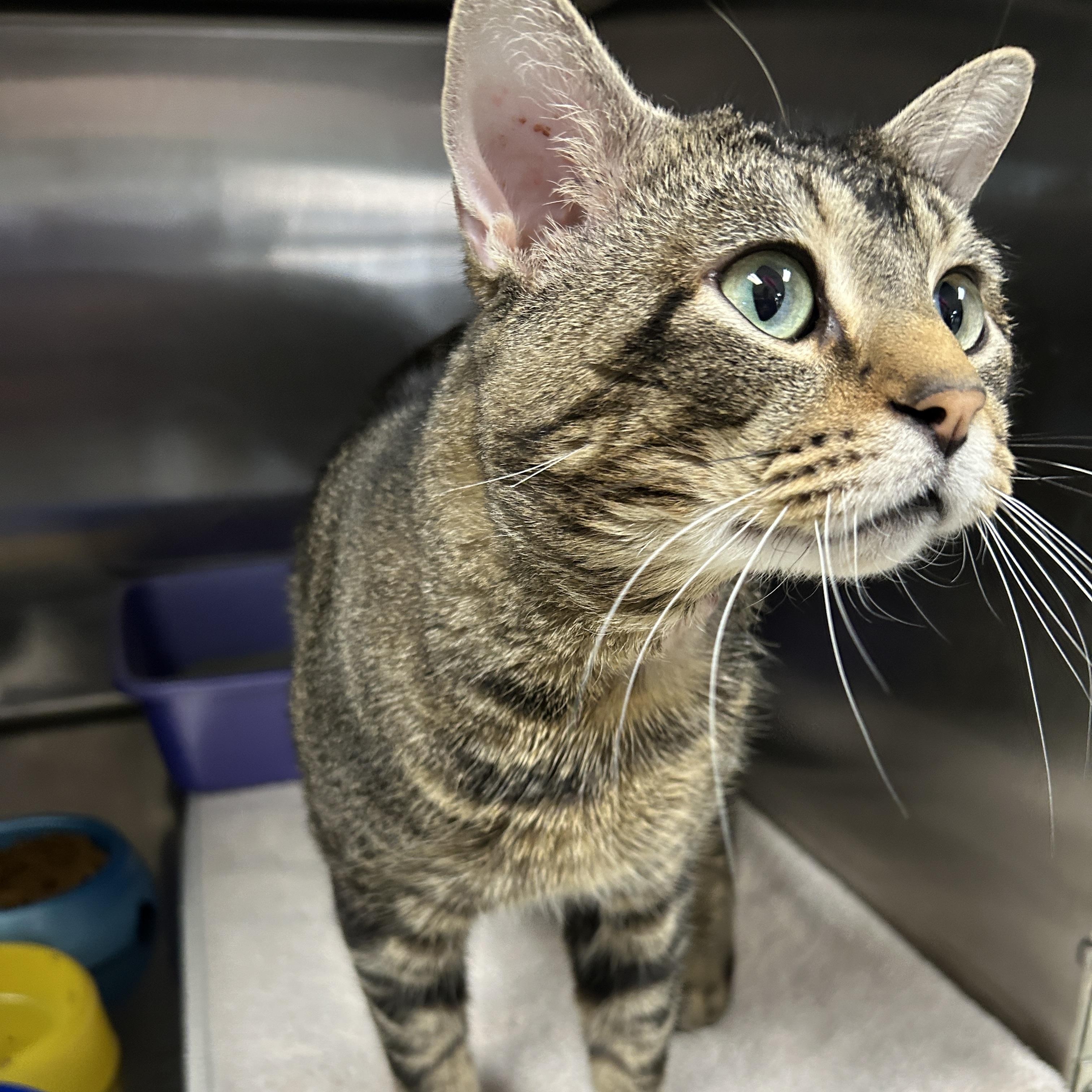 Enlarge Griswald , a ADOPTABLE Domestic Short Hair in La Grange Park, IL image 1/3