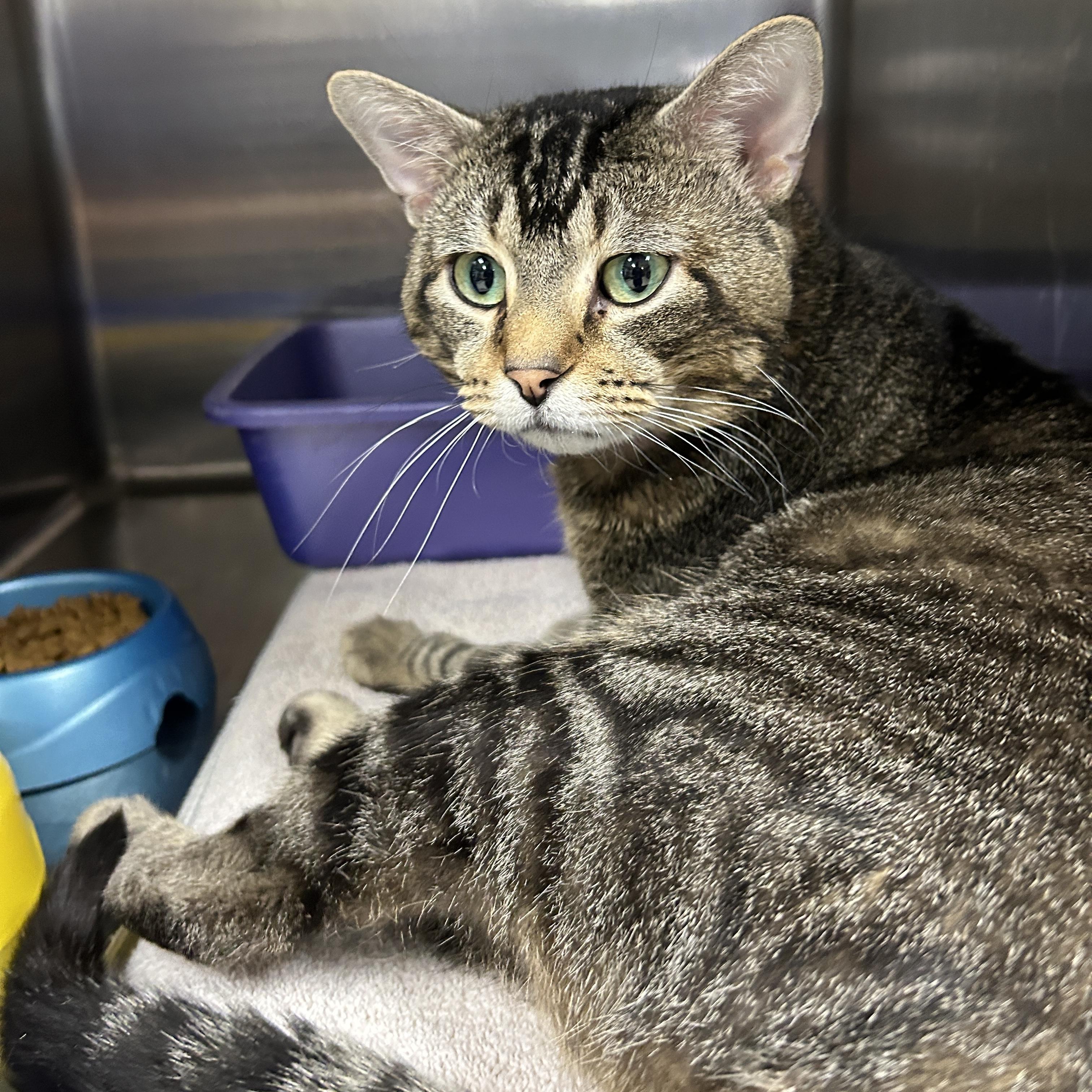 Enlarge Griswald , a ADOPTABLE Domestic Short Hair in La Grange Park, IL image 3/3