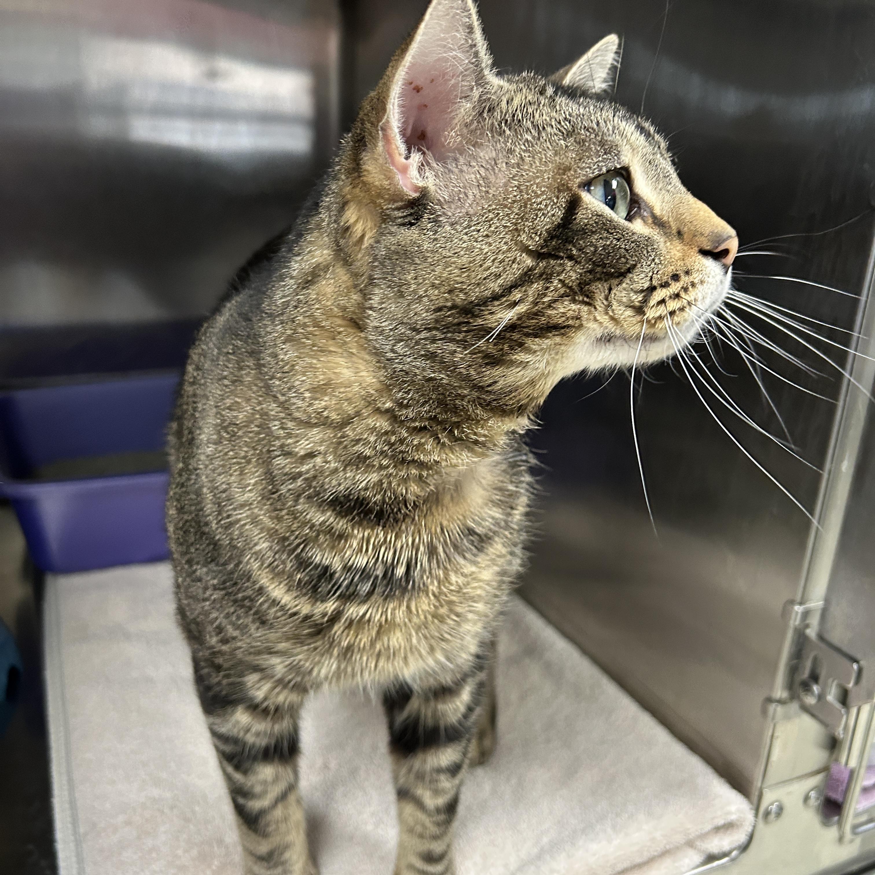 Enlarge Griswald , a ADOPTABLE Domestic Short Hair in La Grange Park, IL image 2/3