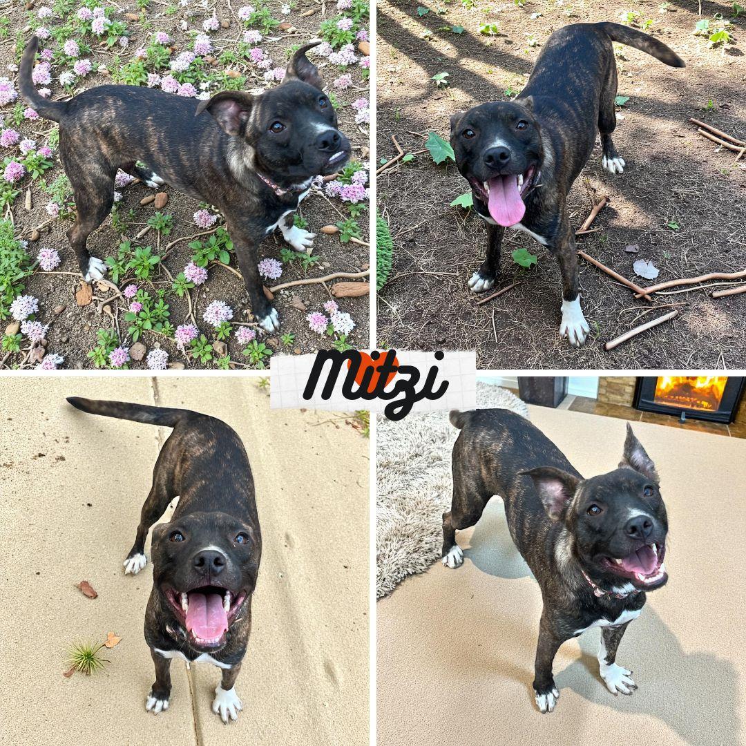 Enlarge Mitzi, a Adoptable mixed breed in Columbus, OH image 1/2