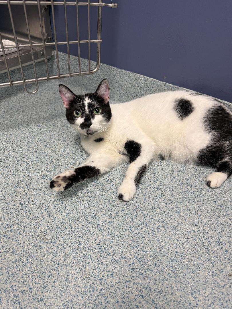 Lionel, Adoptable, Adult Male Domestic Short Hair.