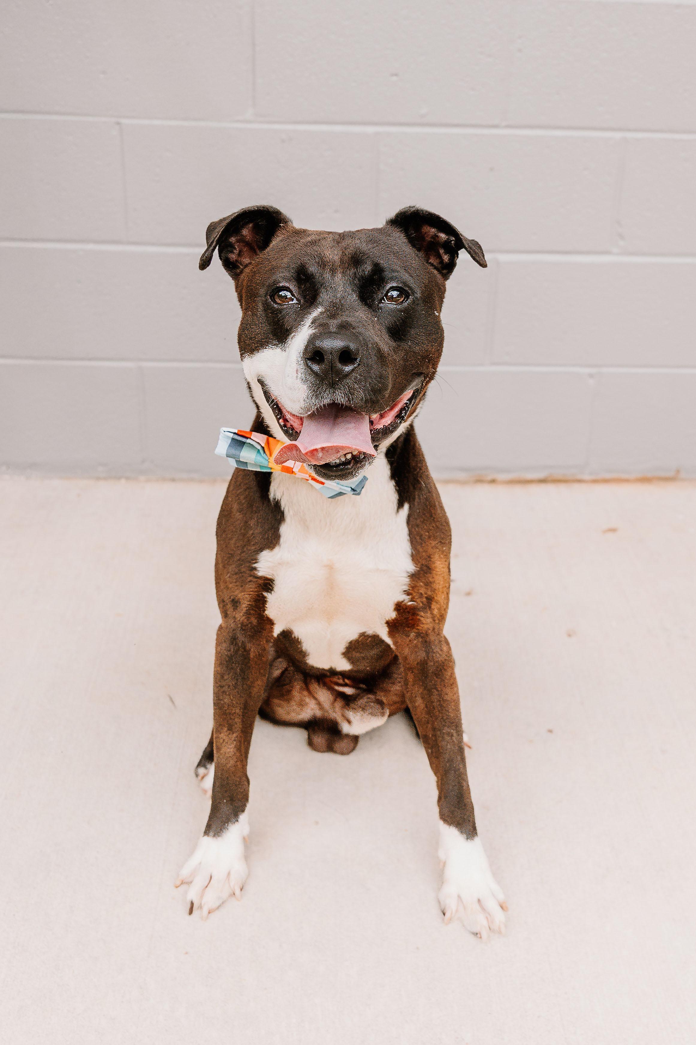 Bowie, Adopted, Adult Male Terrier.