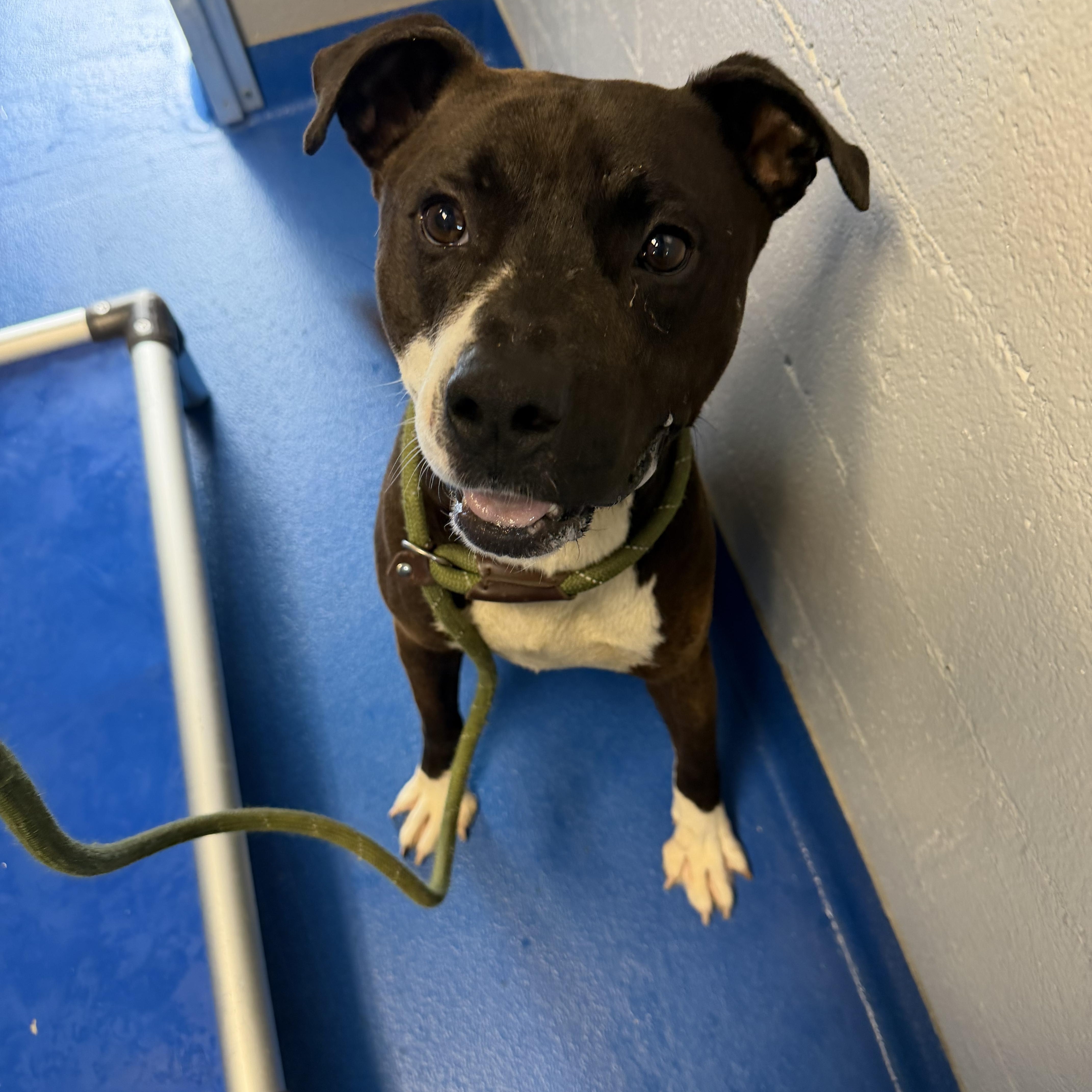 Enlarge Bowie, a Adopted mixed breed in Lancaster, SC image 4/5