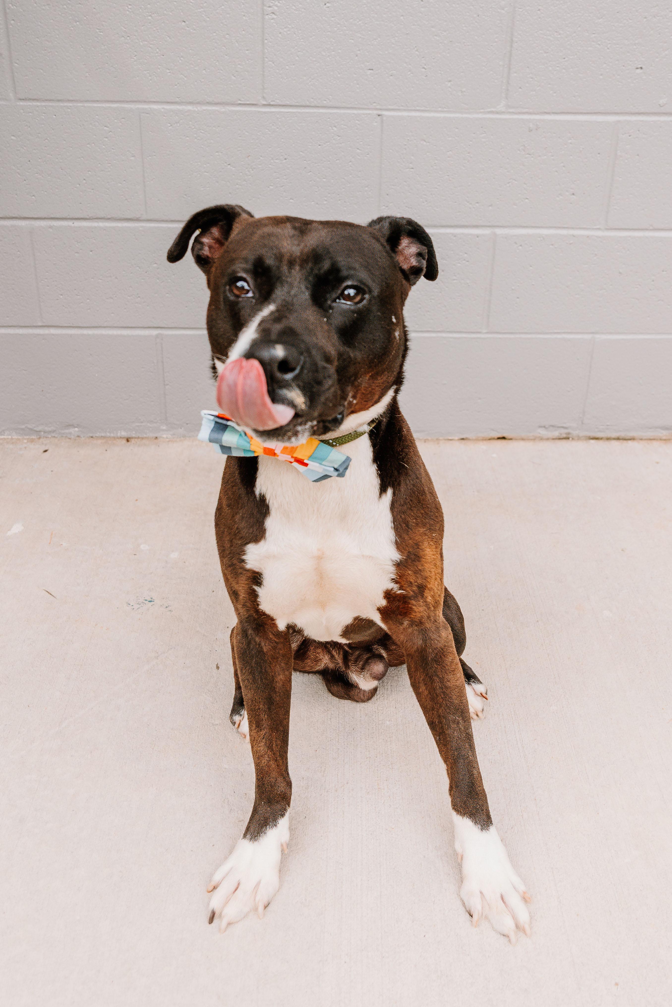 Enlarge Bowie, a Adopted mixed breed in Lancaster, SC image 3/5