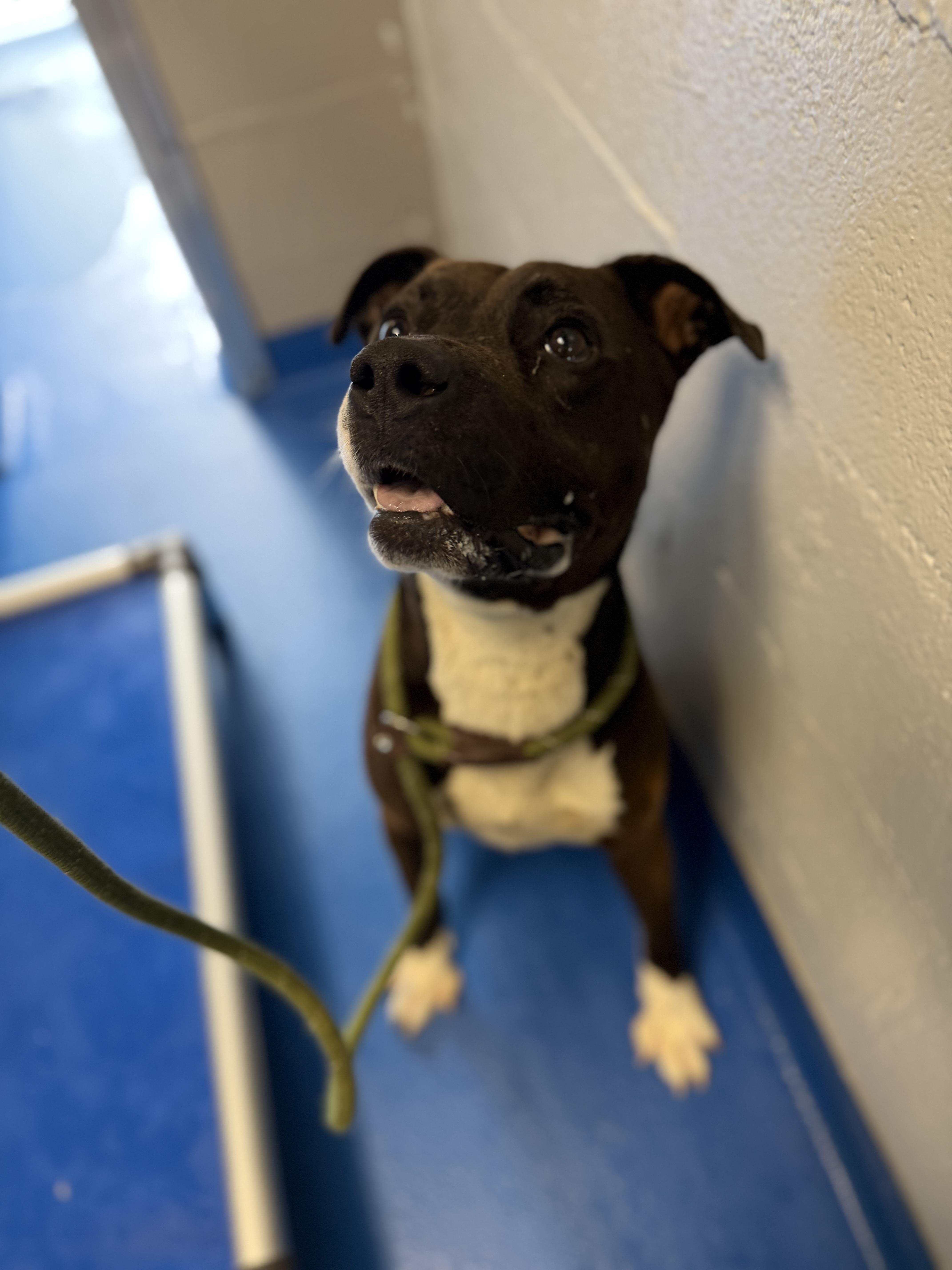 Enlarge Bowie, a Adopted mixed breed in Lancaster, SC image 5/5