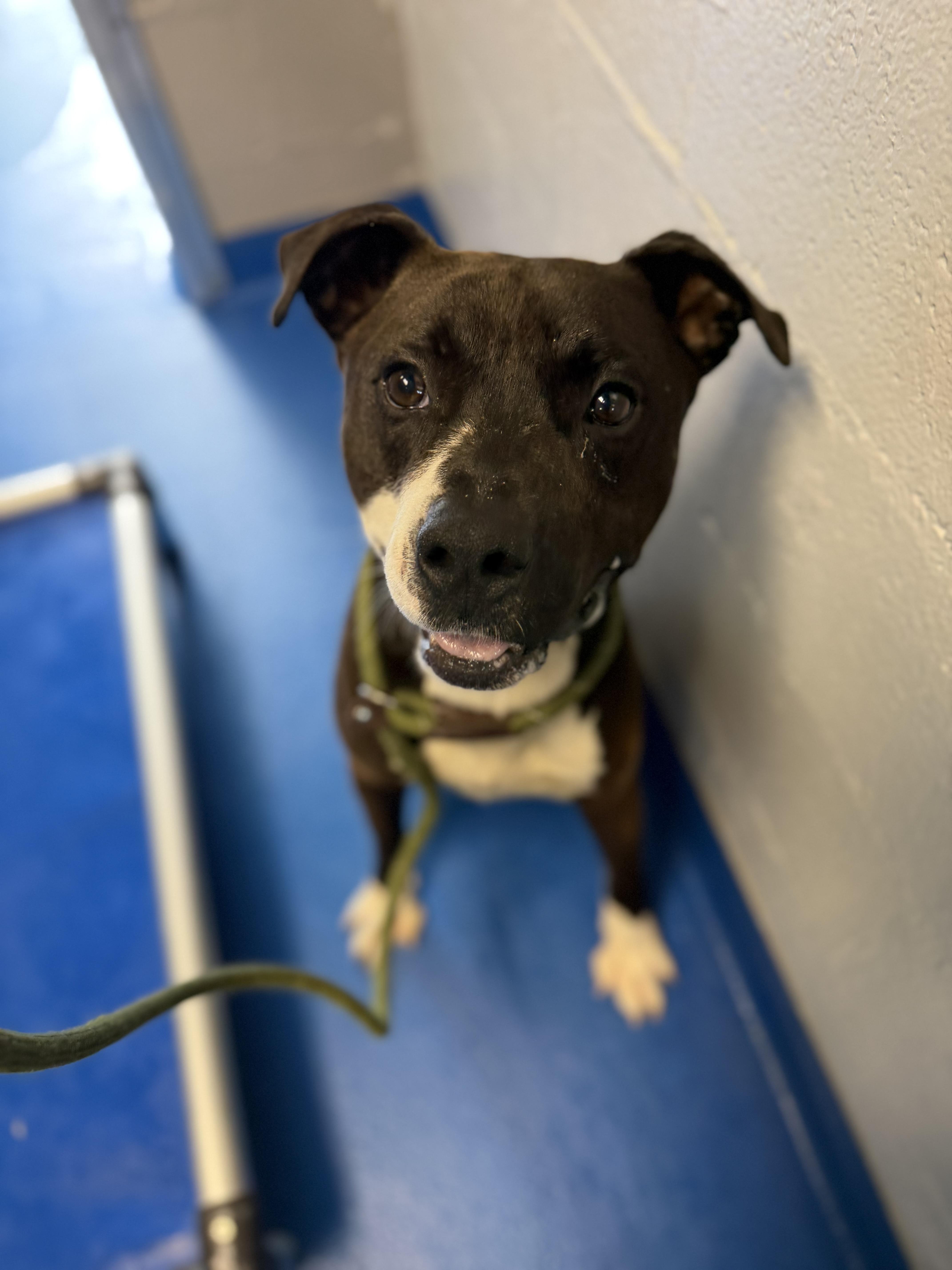 Enlarge Bowie, a Adopted mixed breed in Lancaster, SC image 2/5
