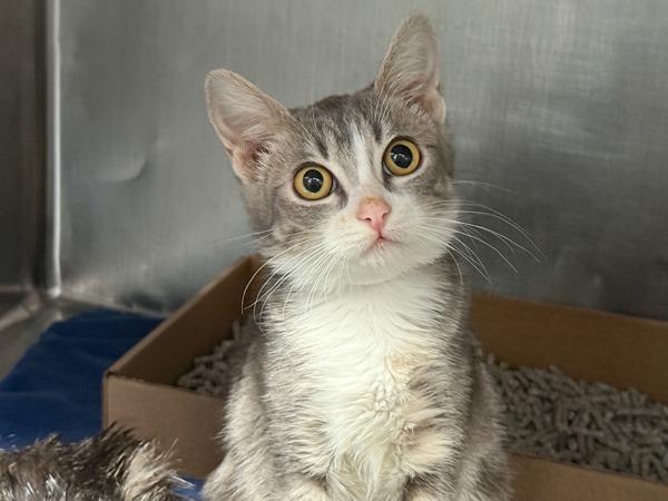 Montana — thumbnail 2