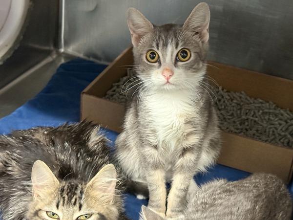 Montana — thumbnail 4