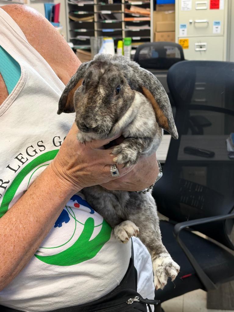 Rapunzel, Adoptable, Young Female Rex.