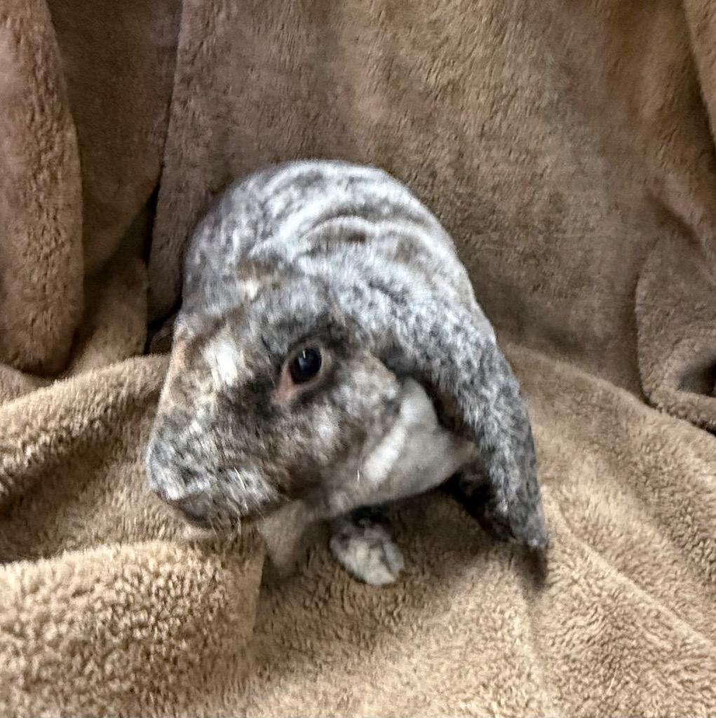 Enlarge Rapunzel, a Adoptable Rex in Pomona, NY image 2/2