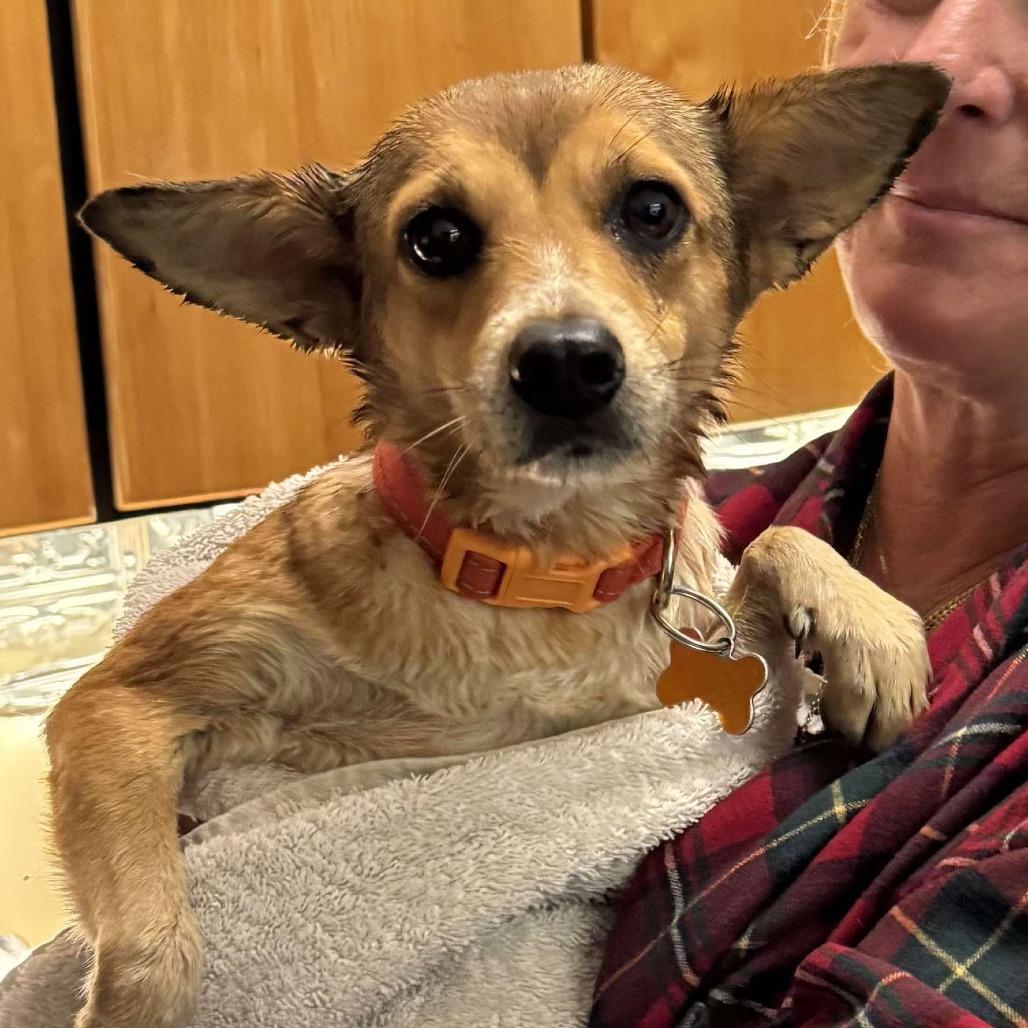 Fergie, Adoptable, Adult Female Mixed Breed.