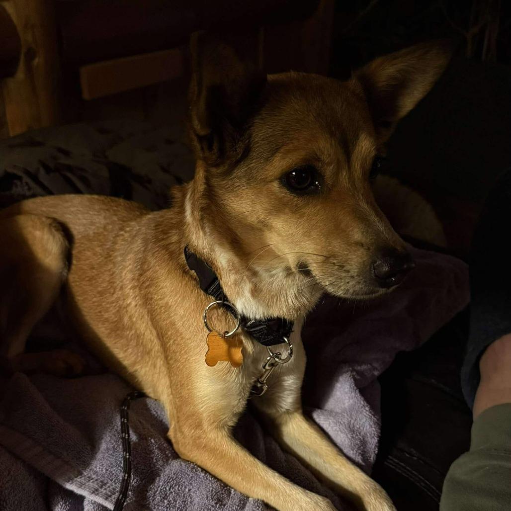 Fergie, Adoptable, Adult Female Mixed Breed.