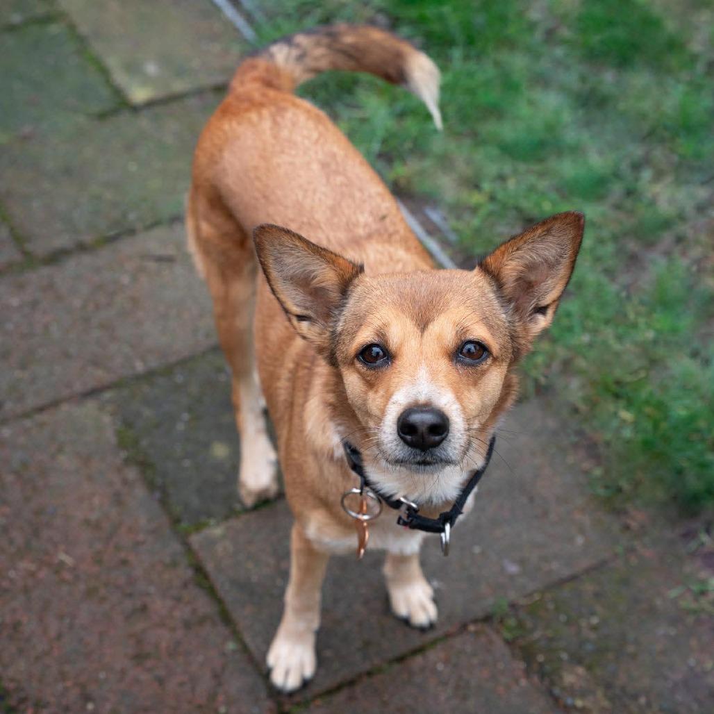 Enlarge Fergie, a Adoptable Mixed Breed in Bend, OR image 2/6