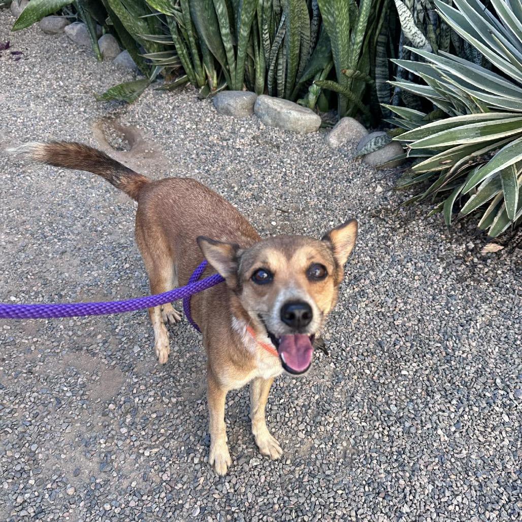 Enlarge Fergie, a Adoptable Mixed Breed in Bend, OR image 3/6
