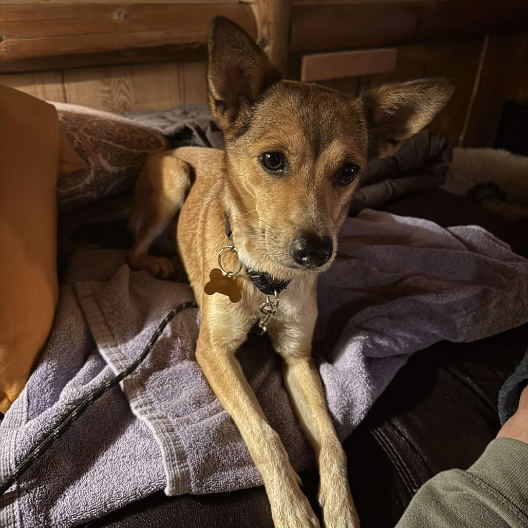 Enlarge Fergie, a Adoptable Mixed Breed in Bend, OR image 4/6