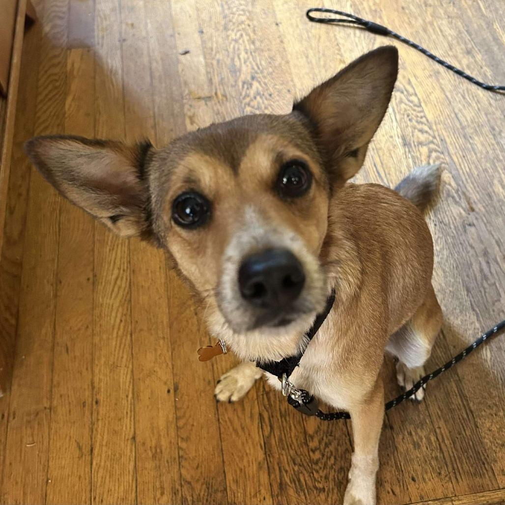 Enlarge Fergie, a Adoptable Mixed Breed in Bend, OR image 5/6