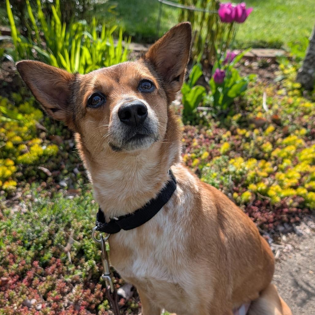 Enlarge Fergie **Sponsored Adoption!**, a Adoptable Mixed Breed in Bend, OR image 5/6