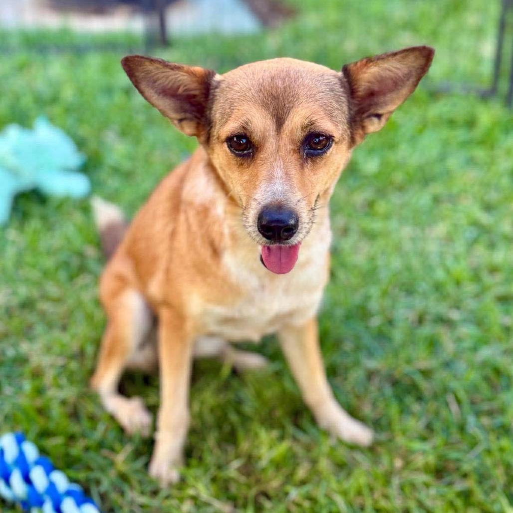 Enlarge Fergie, a Adoptable Mixed Breed in Bend, OR image 6/6