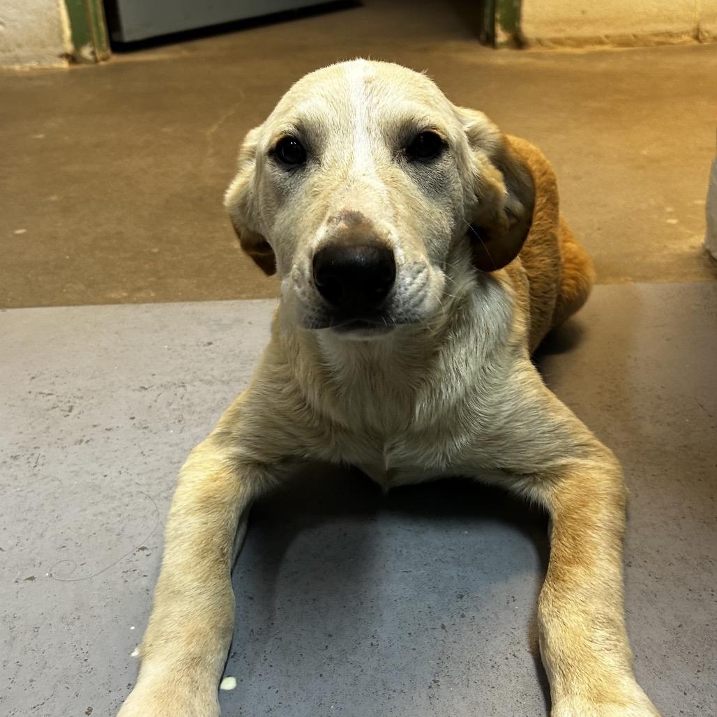 Enlarge Ferdinand, a Adoptable Mixed Breed in Pensacola, FL image 1/1