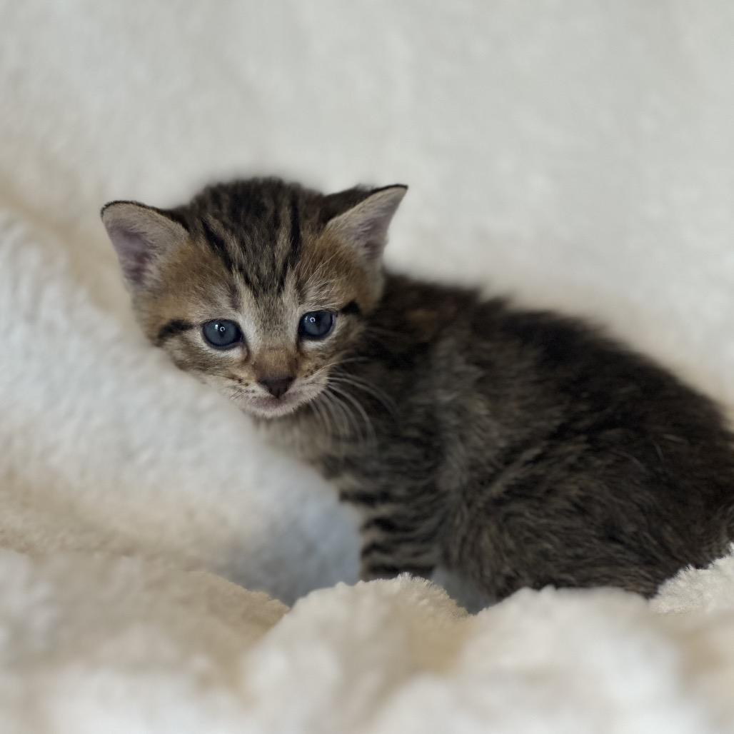 River, Adoptable, Kitten Female Domestic Short Hair.