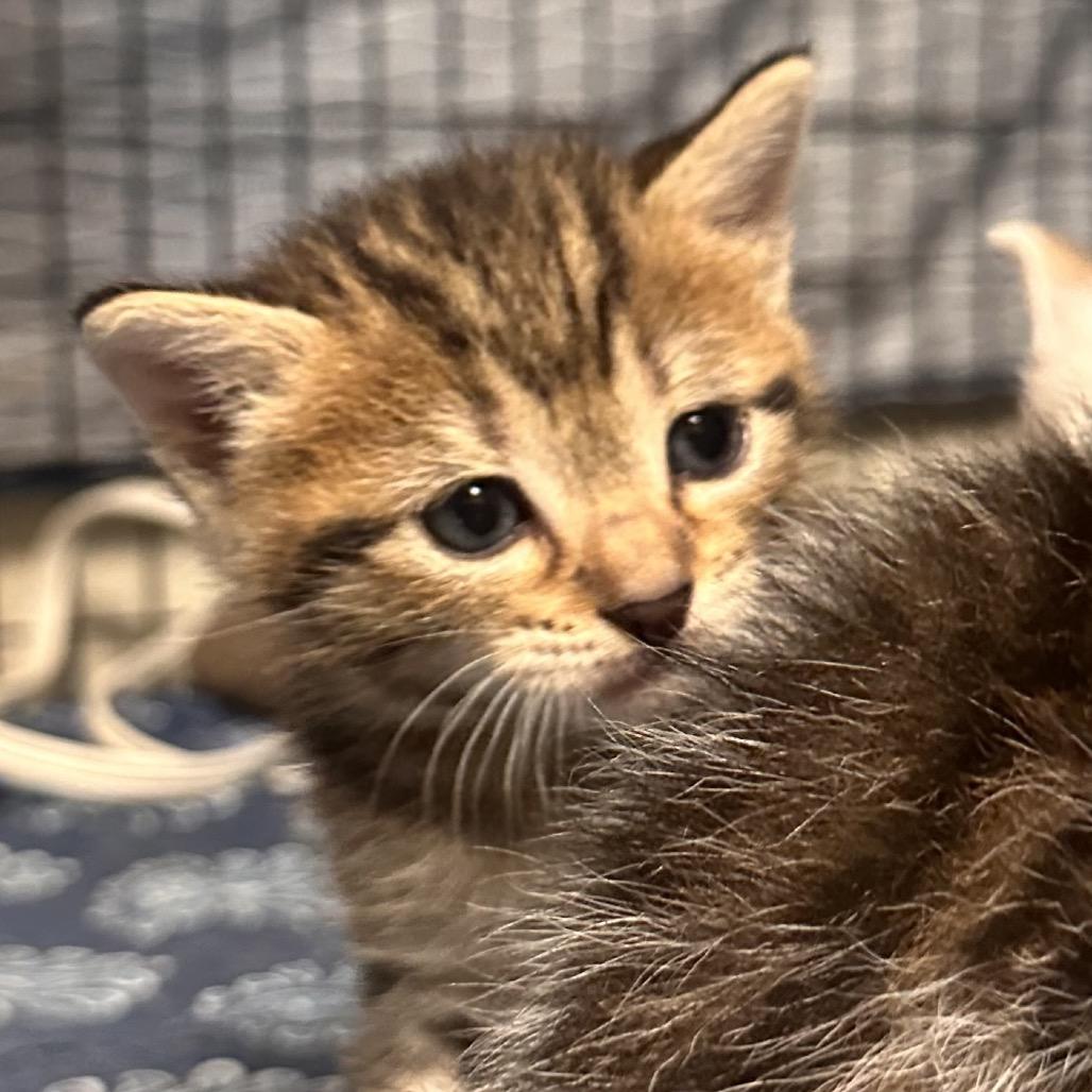 Enlarge River, a Adoptable Domestic Short Hair in Clarksville, AR image 2/2