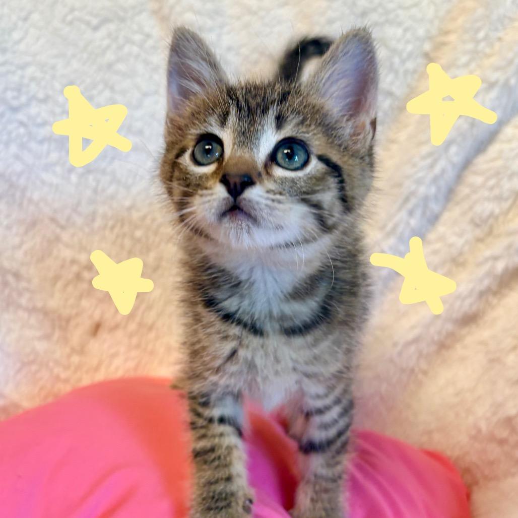 Enlarge River, a Adoptable Domestic Short Hair in Clarksville, AR image 3/3