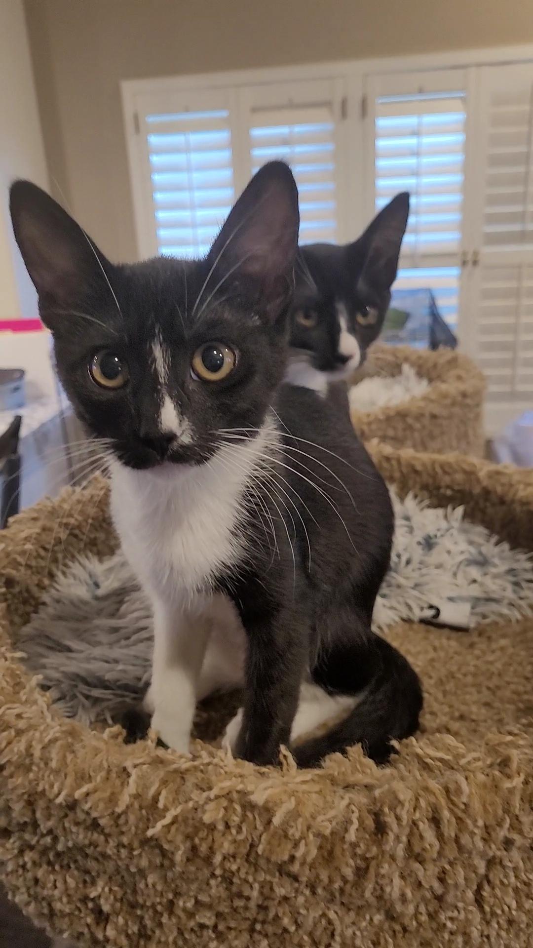 EENY, ADOPTABLE, Kitten Female Tuxedo & Domestic Short Hair.