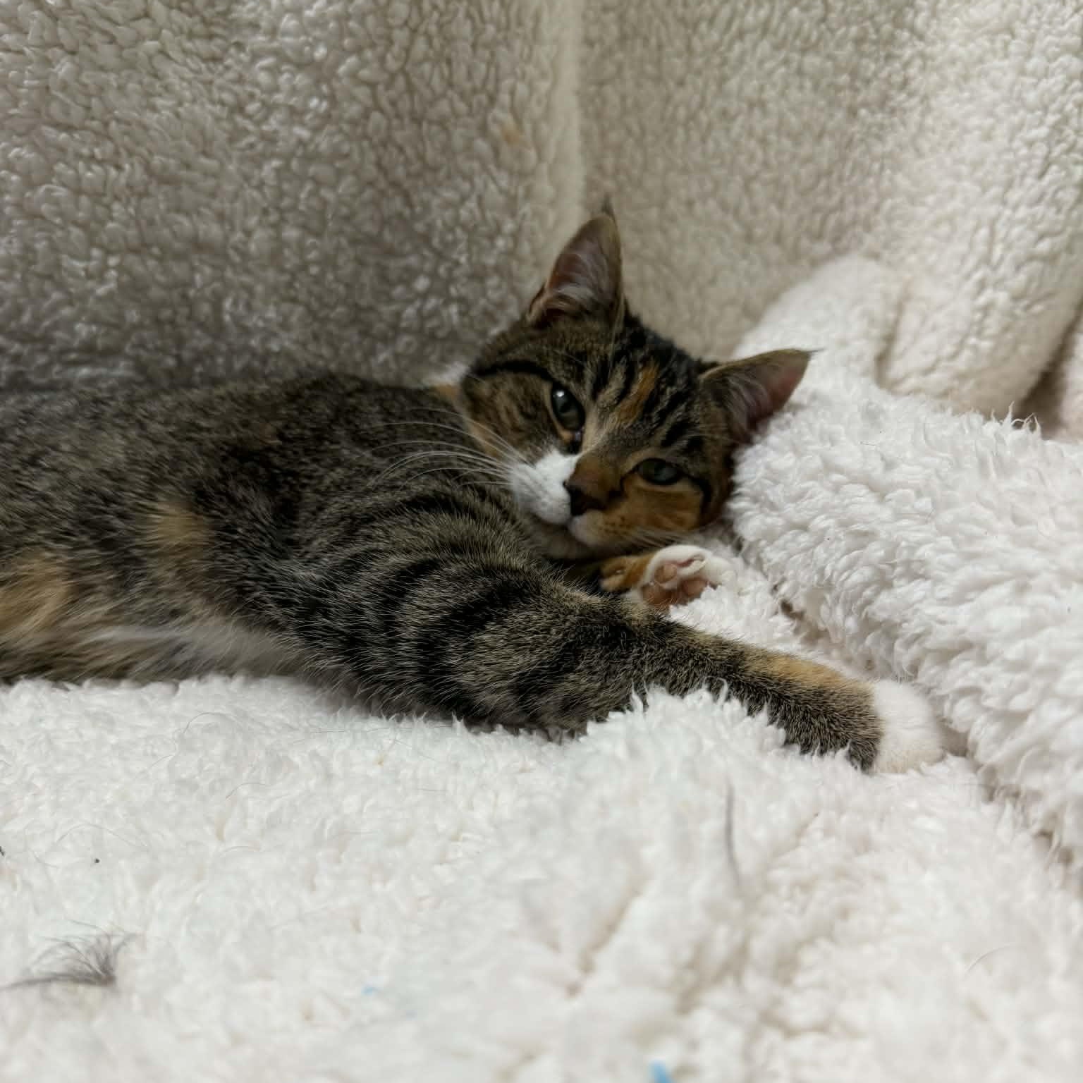 Enlarge Stella, a ADOPTABLE Domestic Short Hair in Martinsville, IN image 3/3