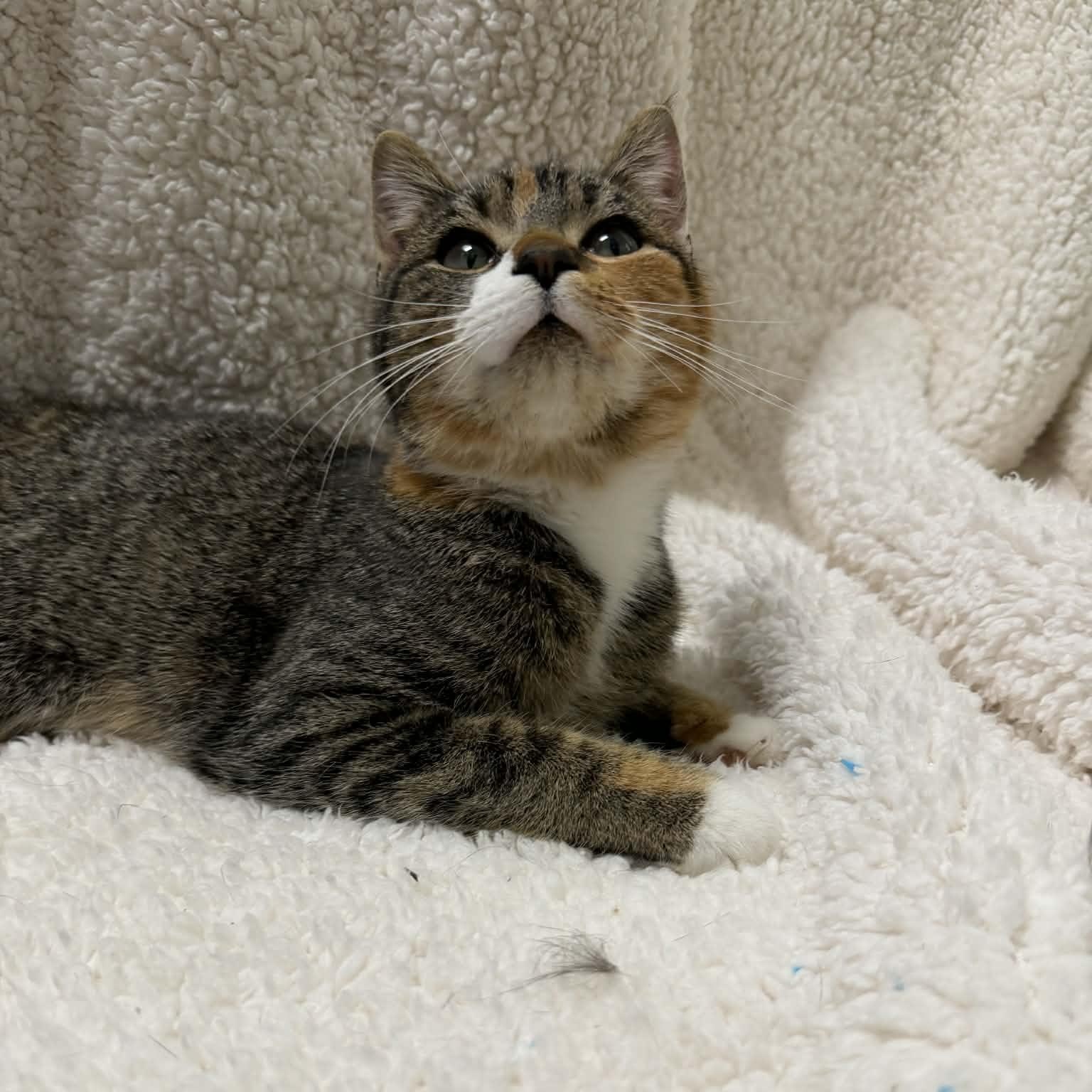 Enlarge Stella, a ADOPTABLE Domestic Short Hair in Martinsville, IN image 2/3