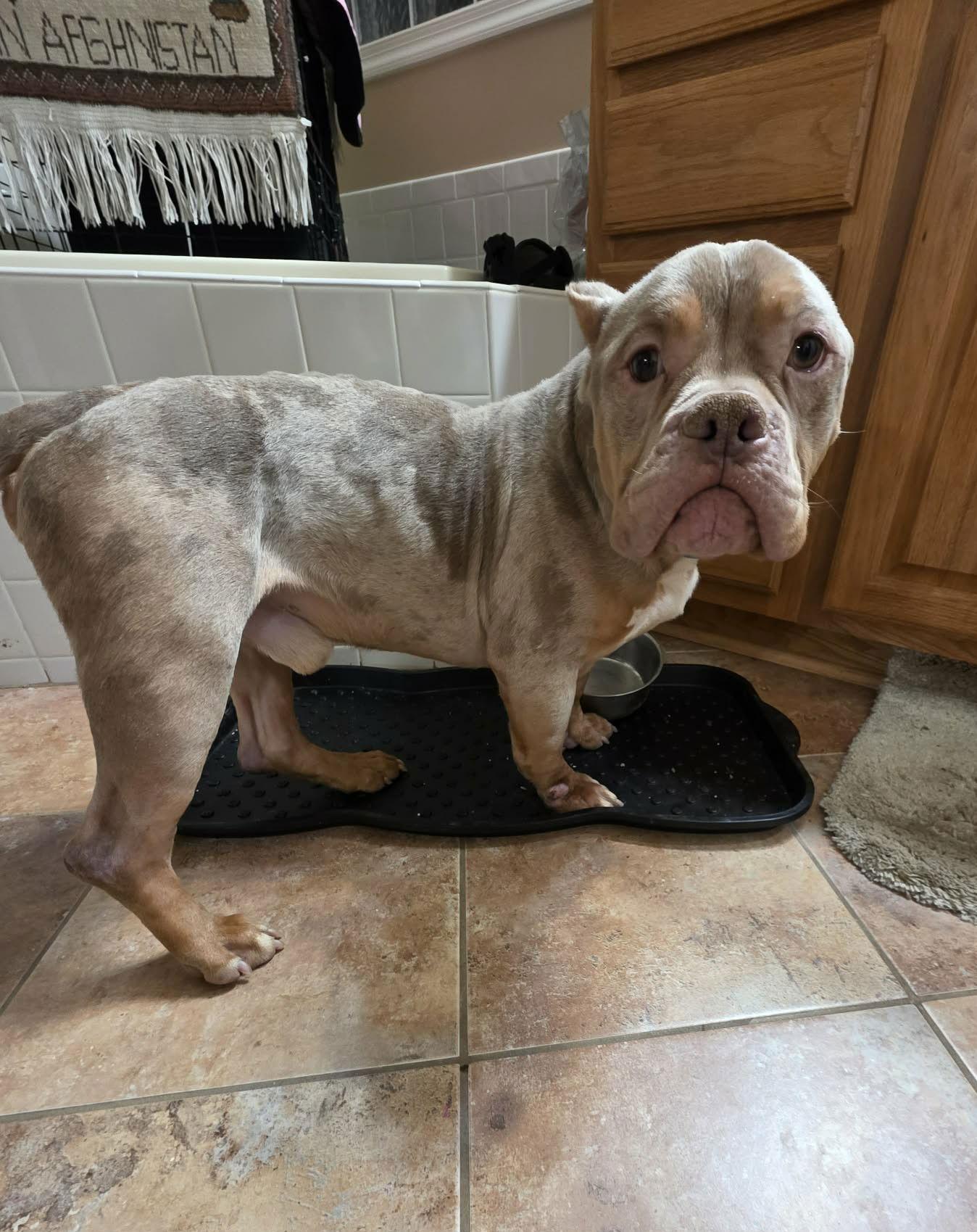 Enlarge Ricky, a Adoptable Pit Bull Terrier in Spotsylvania, VA image 1/3