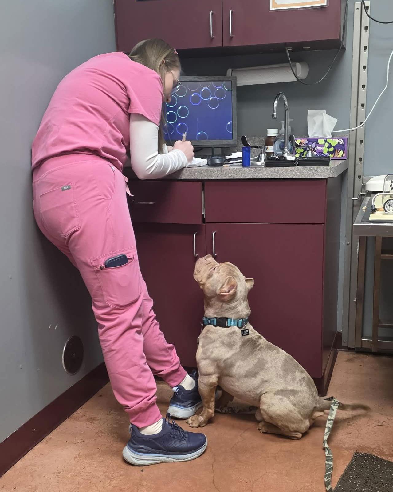 Enlarge Ricky, a Adoptable Pit Bull Terrier in Spotsylvania, VA image 3/3