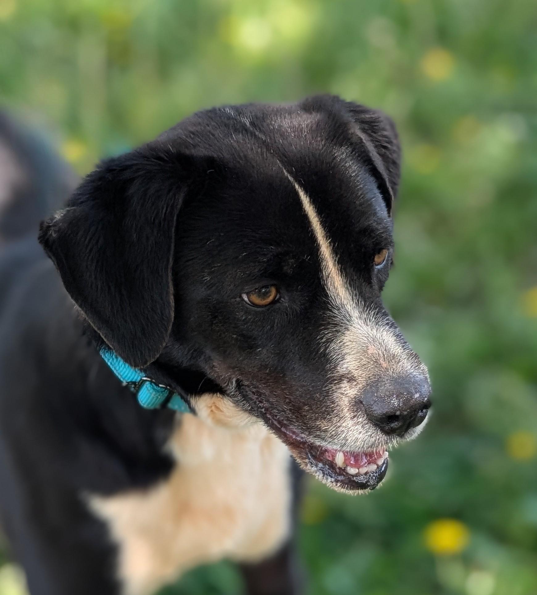 Oakley, a Adoptable mixed breed in Landrum, SC image 2/3