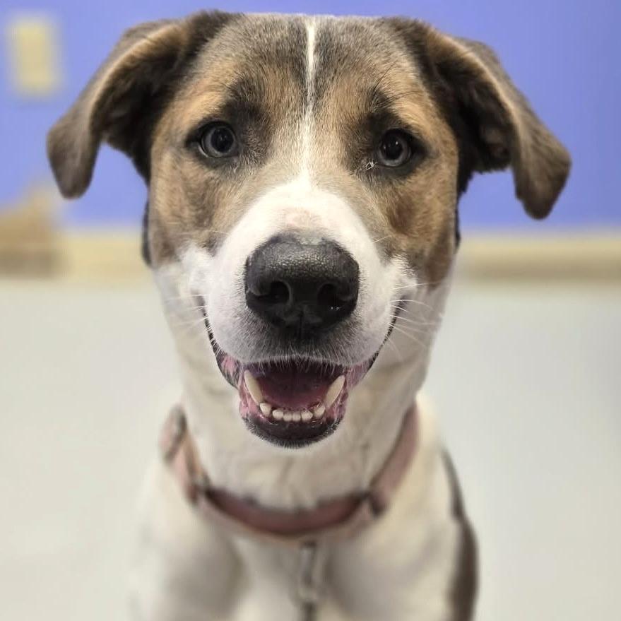 Enlarge Rosco, a Adoptable mixed breed in Pittsford, VT image 1/3
