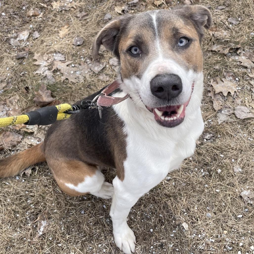Enlarge Rosco, a Adoptable mixed breed in Pittsford, VT image 2/3