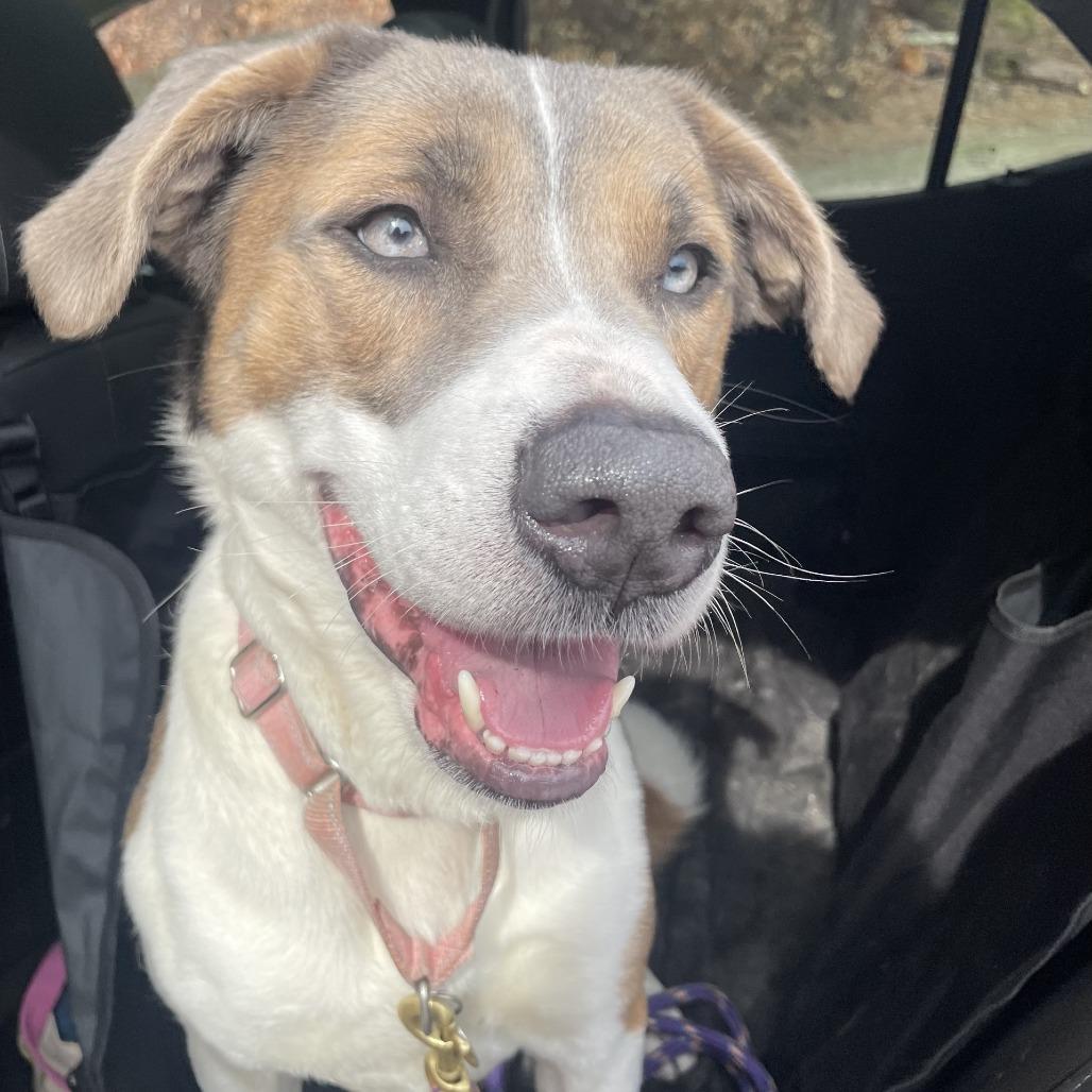 Enlarge Rosco, a Adoptable mixed breed in Pittsford, VT image 3/3
