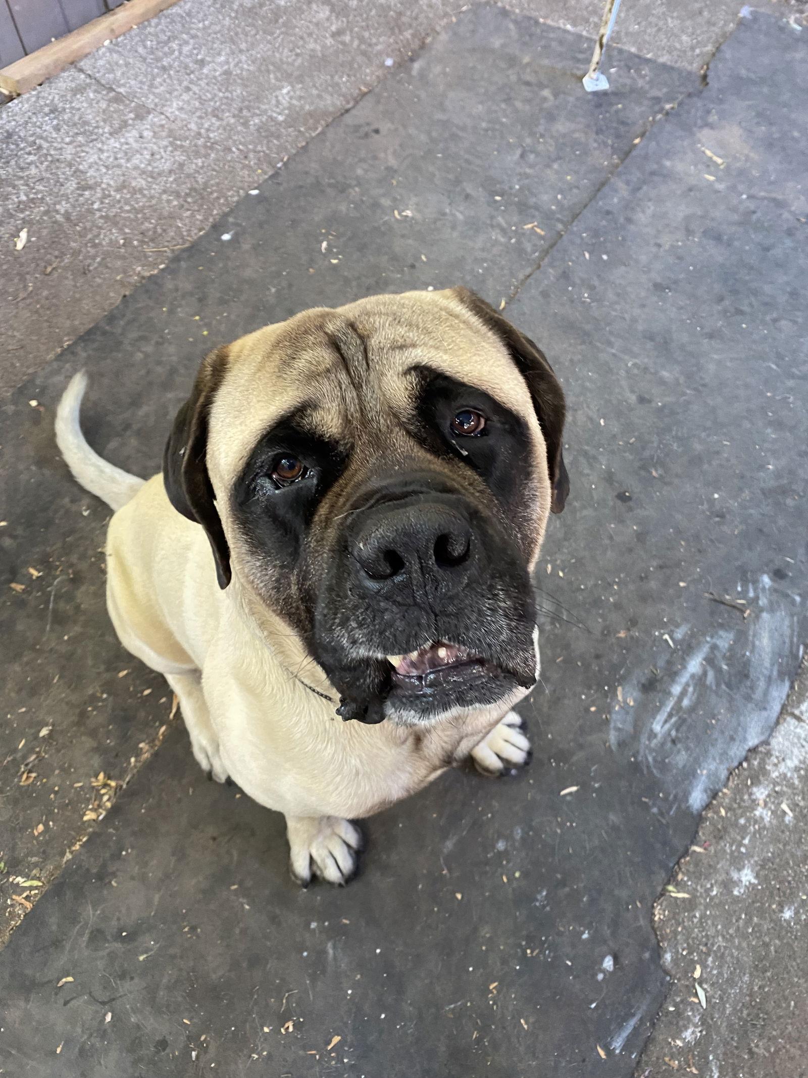 Enlarge Buddy, a Adoptable Mastiff in McMinnville, OR image 1/3