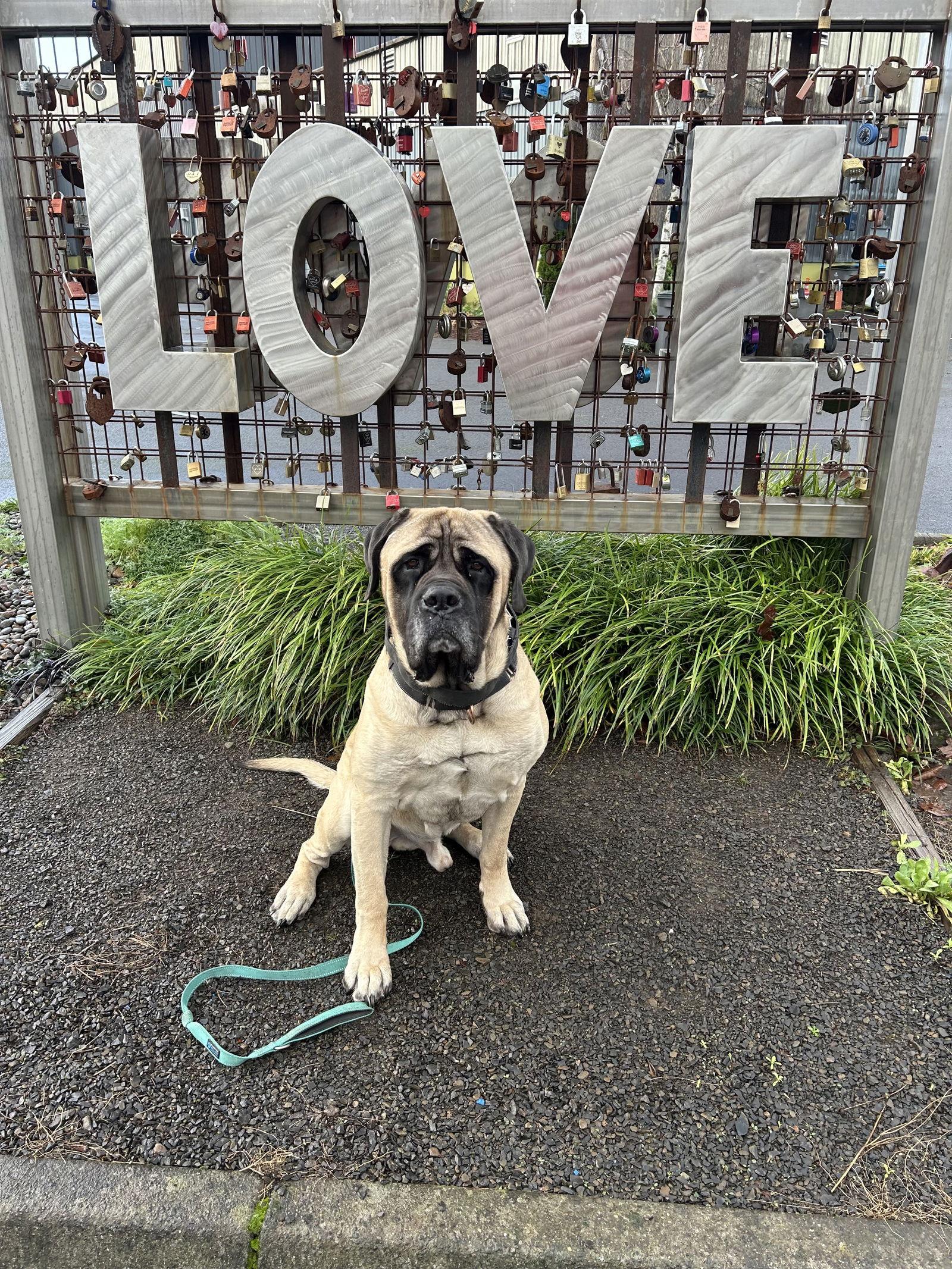 Enlarge Buddy, a Adoptable Mastiff in McMinnville, OR image 2/3