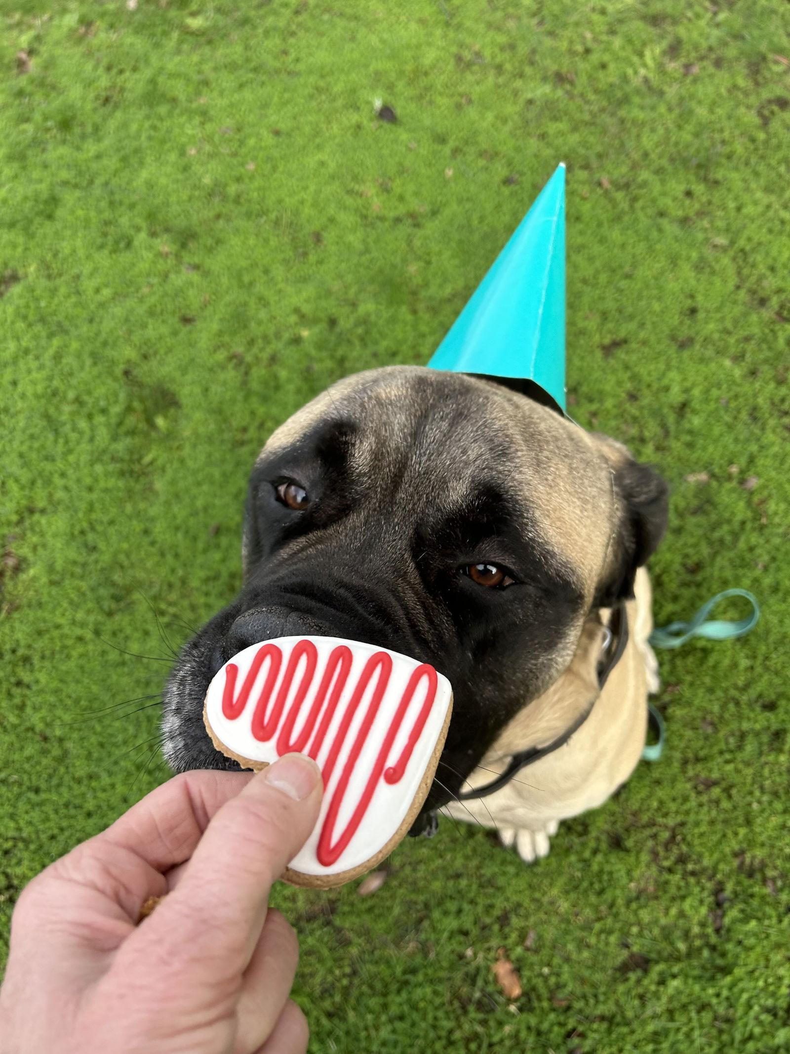 Enlarge Buddy, a Adoptable Mastiff in McMinnville, OR image 3/3