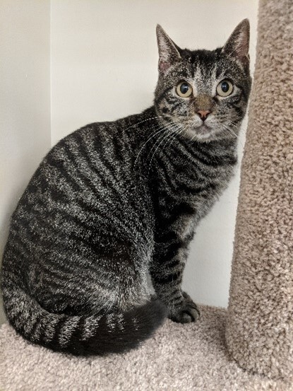 Enlarge Tulip (FIV+), a Adoptable mixed breed in St Paul, MN image 1/2