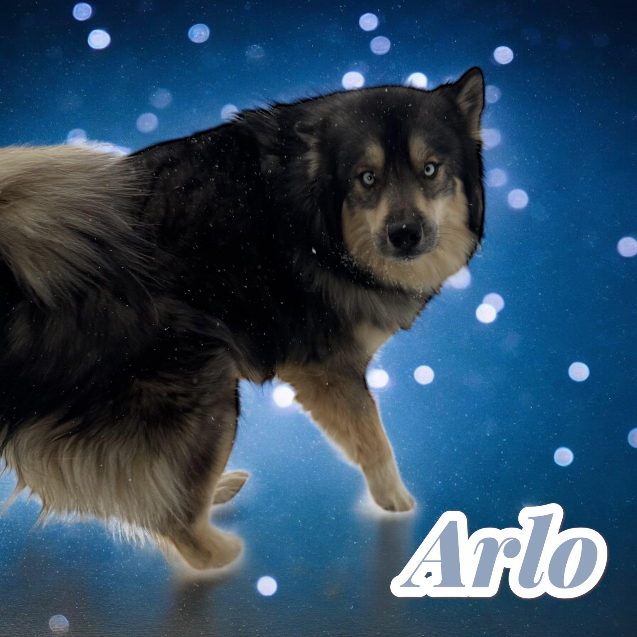 Arlo